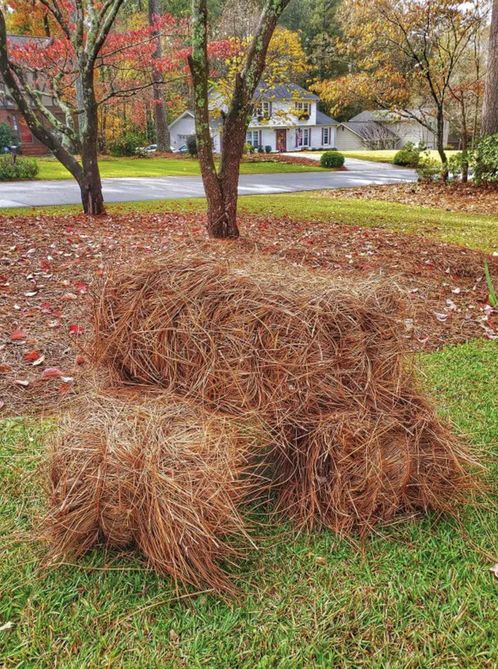 Boy Scout Longleaf Pine Straw Bale | DELIVERY